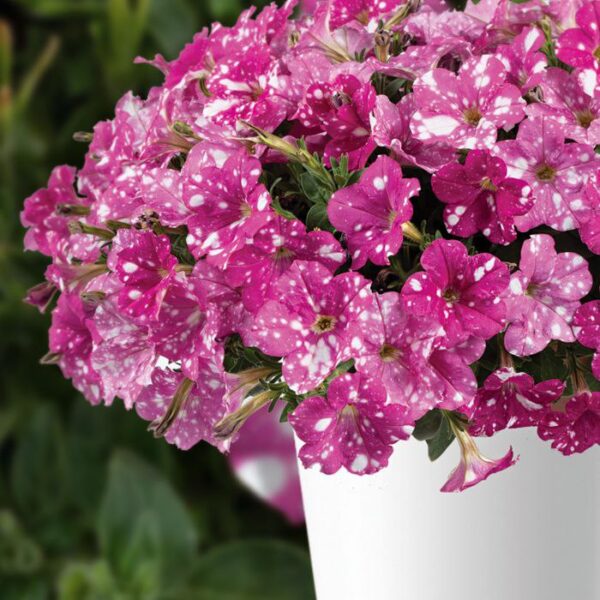 Петуния Splash Dance Rumba Rose  55//2026