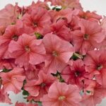 Следующее изображение товара