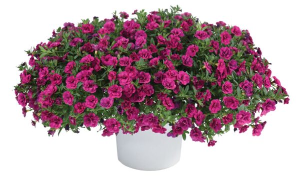 Калибрахоа Oro Double Magenta 06//2026