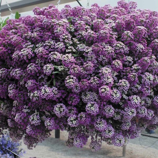 Алиссум STREAM Lavander  07//2026