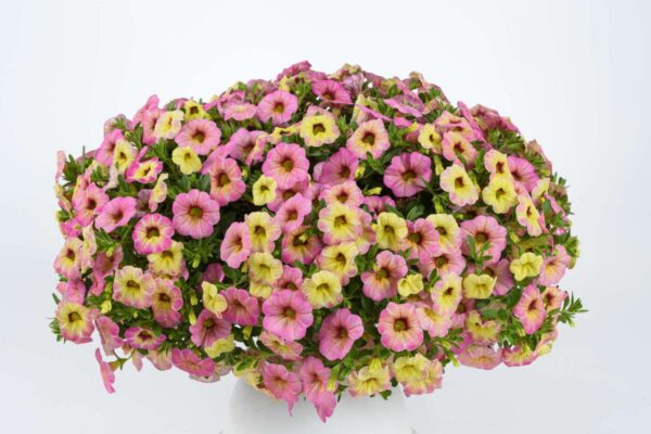 Калибрахоа  Ombre Pink  43//2026