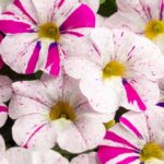 Следующее изображение товара