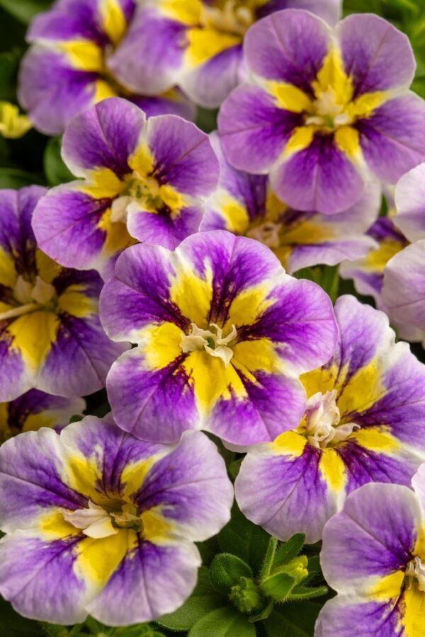 Калибрахоа CANDY SHOP DOUBLE Grape Splash  27//2026