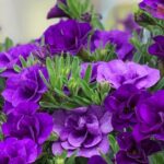 Следующее изображение товара