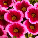 Следующее изображение товара