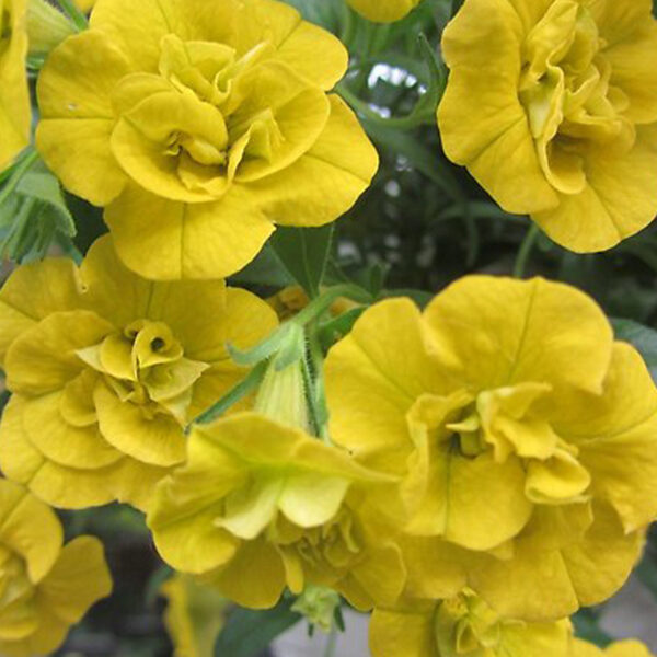 Калибрахоа M.F. Neo Double Yellow  01//2026