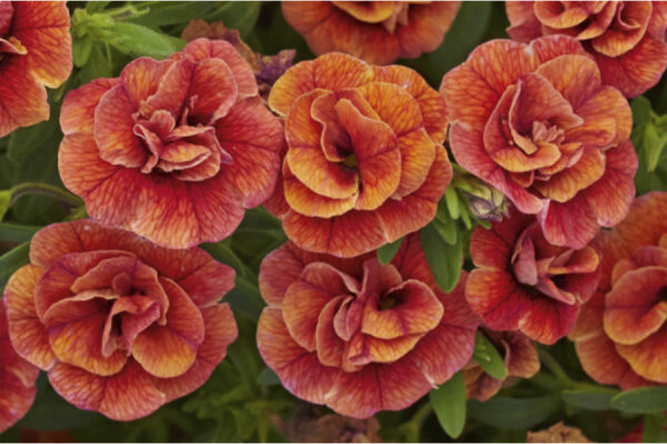 Калибрахоа MF Double Orange  02//2026