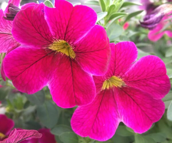 Калибрахоа Calitastic_Bright_Purple  24//2026