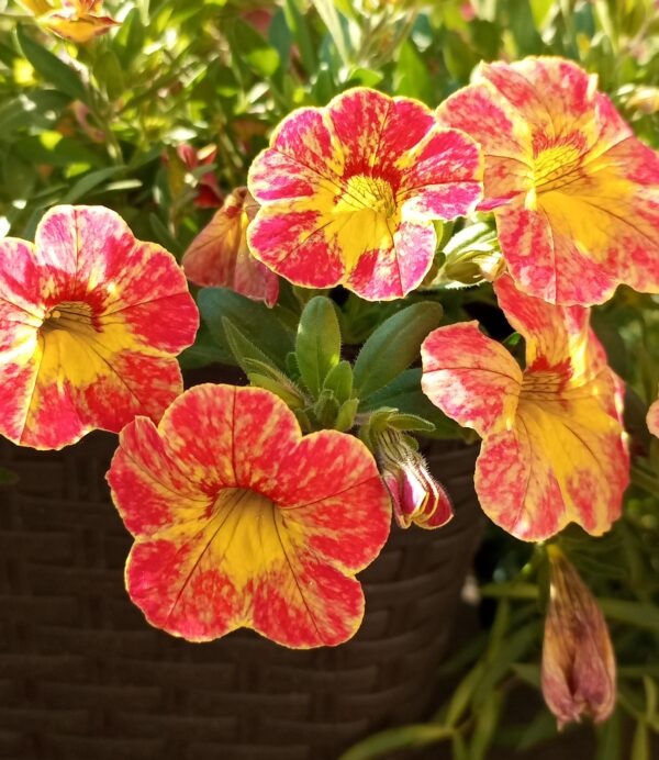 Калибрахоа CHAMELEON Pink Splash Impr. 28//2026