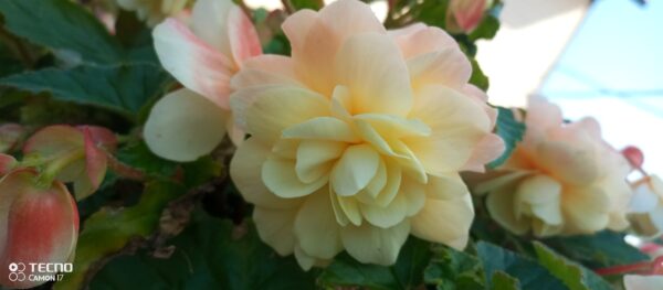 Begonia  BELLECONIA Chardonnay  68//2026