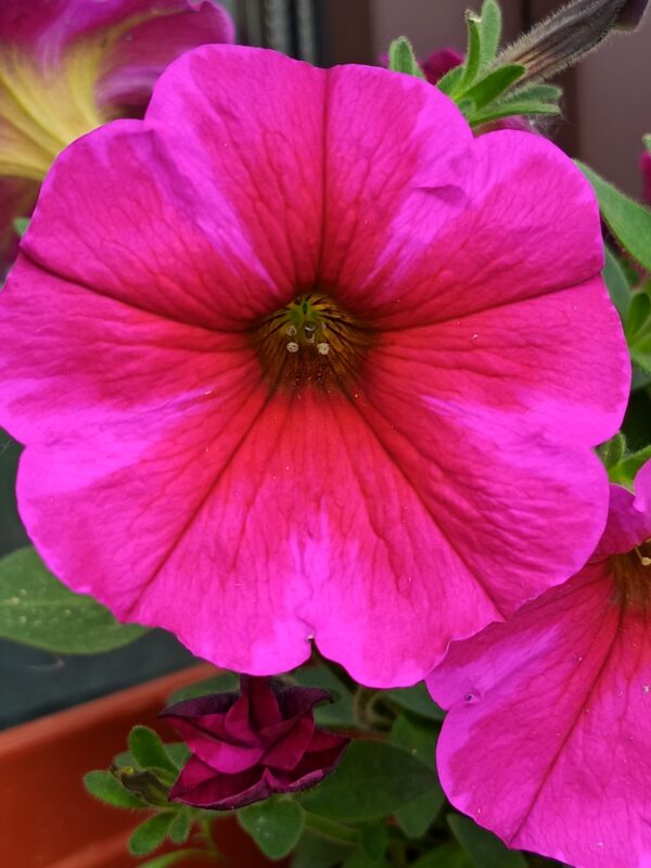 Петхоа Beautical Rose Star 10//2026