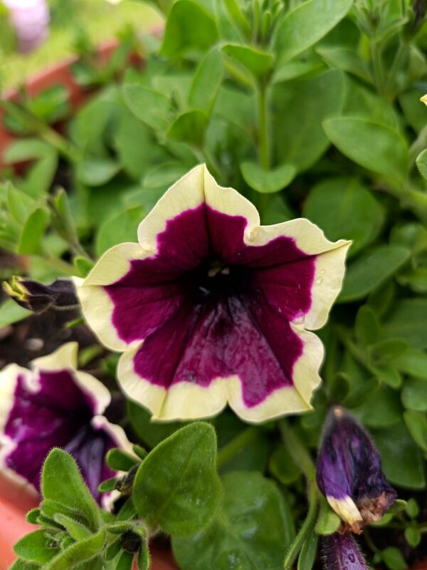 Петуния Cascadias Rim Magenta  52//2026