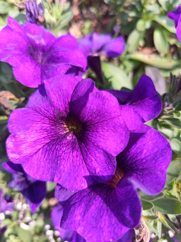 Петхоа Power sisters Bandit betty 09//2026