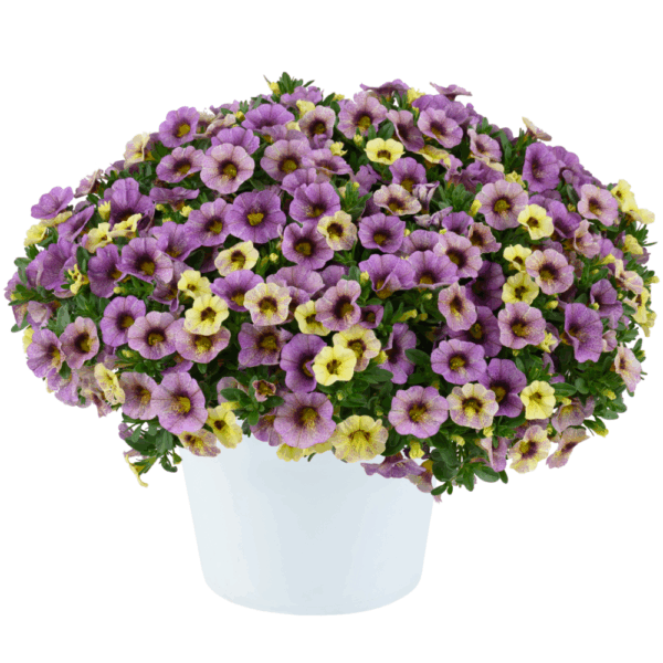 Калибрахоа Ombre Purple  44//2026