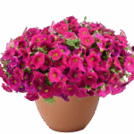 Следующее изображение товара