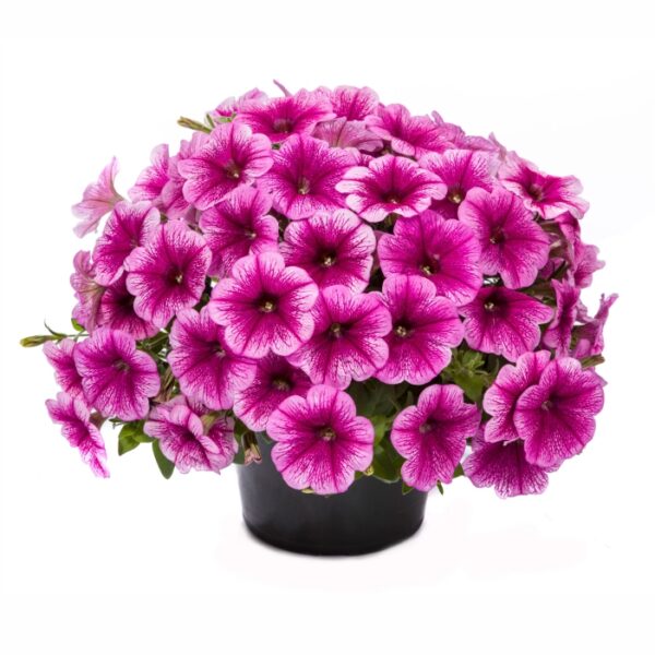 Петуния Capella Fuchsia Lace  47//2026