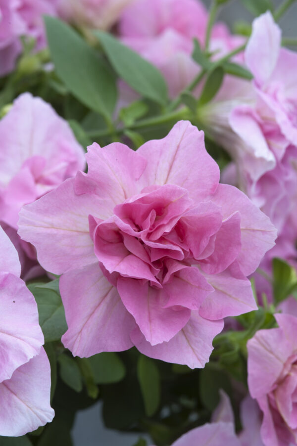 Петуния TUMBELINA COMPACT Victoria Pro  35//2026