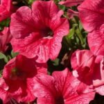 Следующее изображение товара