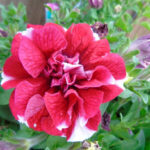 Следующее изображение товара