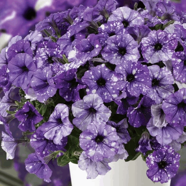 Петуния Splash Dance Moon Walk  54//2026