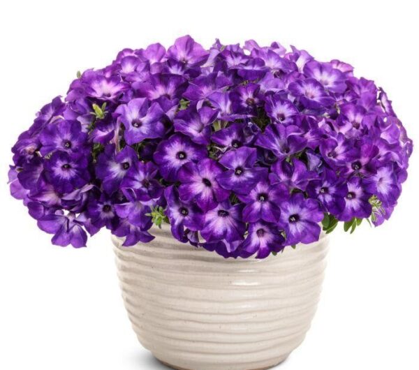 Petunia VISTA™ Blue Moon  64//2026