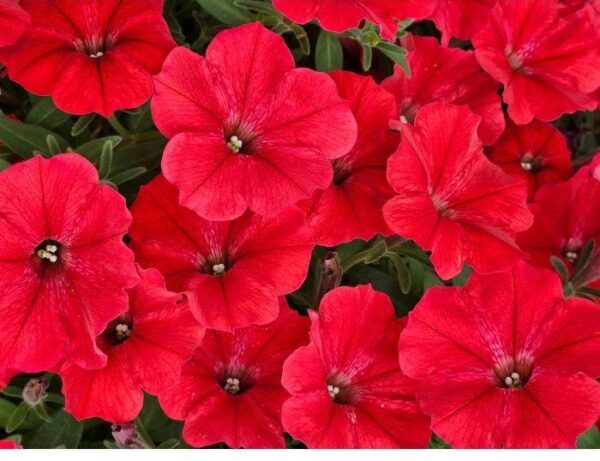 Petunia VISTA™ Strawberry  67//2026