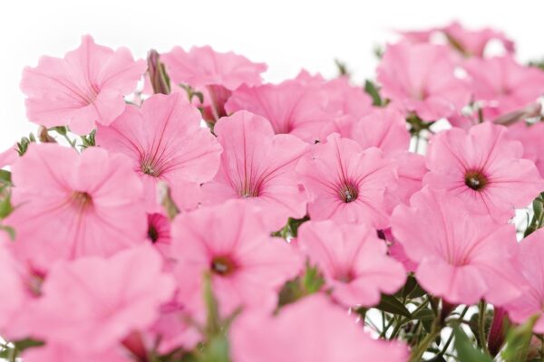 Petunia VISTA™ Bubblegum  65//2026