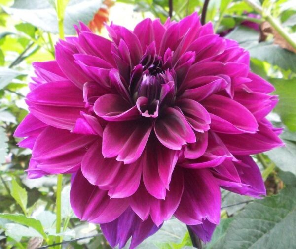 Георгин Dahlia variabilis Cherie Abstract Purple  72//2026