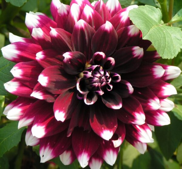 Георгин Dahlia variabilis Cherie Red Lace 73//2026