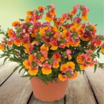 Следующее изображение товара