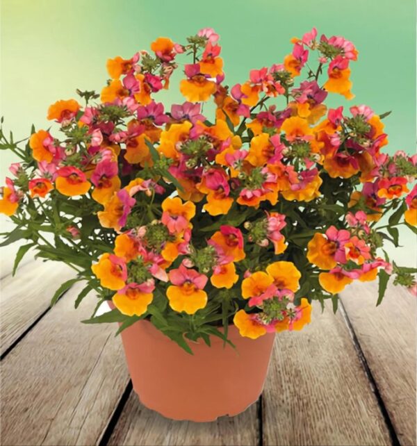 Немезия hybrida Nesia Tropical 71\\2026