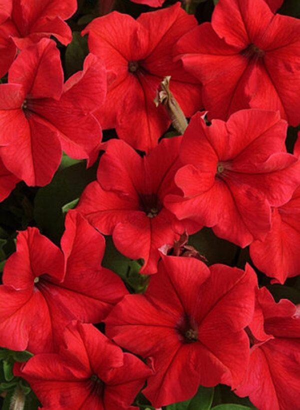 Петуния Surfinia Table Dark Red  12//2026