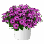 Следующее изображение товара