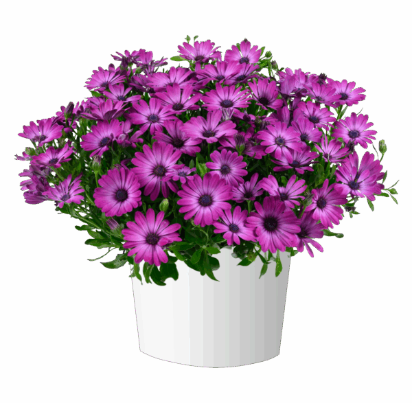 Остеоспермум   ecklonis Osticade Magenta  57//2026