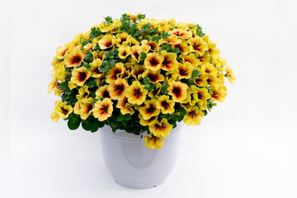 Петуния CRAZYTUNIA Bananarama 36//2026