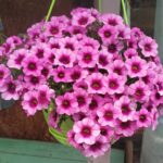 Следующее изображение товара