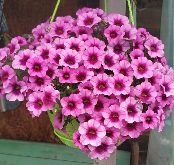 Калибрахоа M.F. Uno Glamour 16//2026