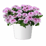 Следующее изображение товара