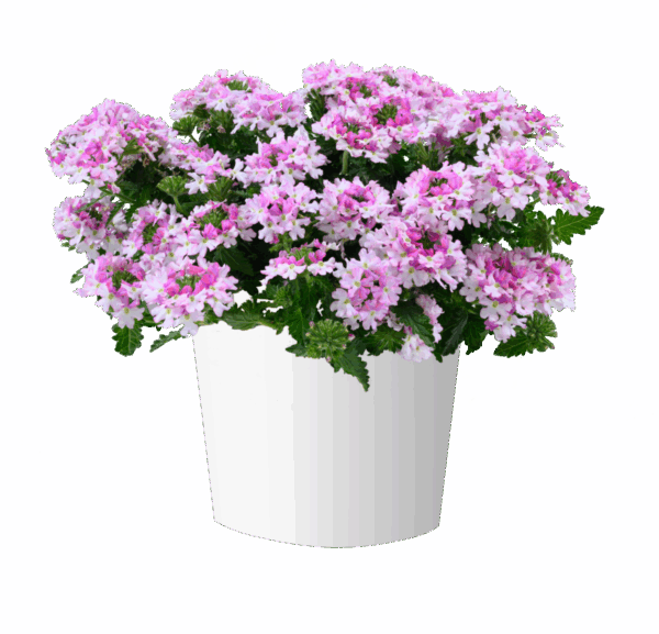 Вербена  Vanessa Bicolor Light Pink  58//2026