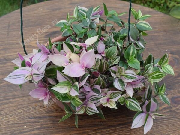 Традесканция  Д01//2026