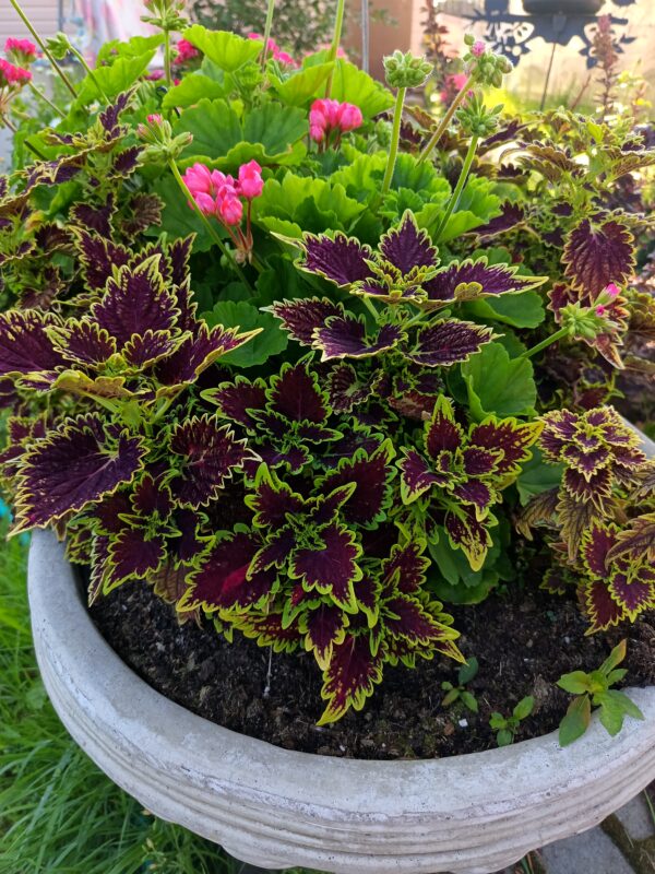 Колеус Блюма  Д04//2026