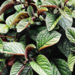 Следующее изображение товара