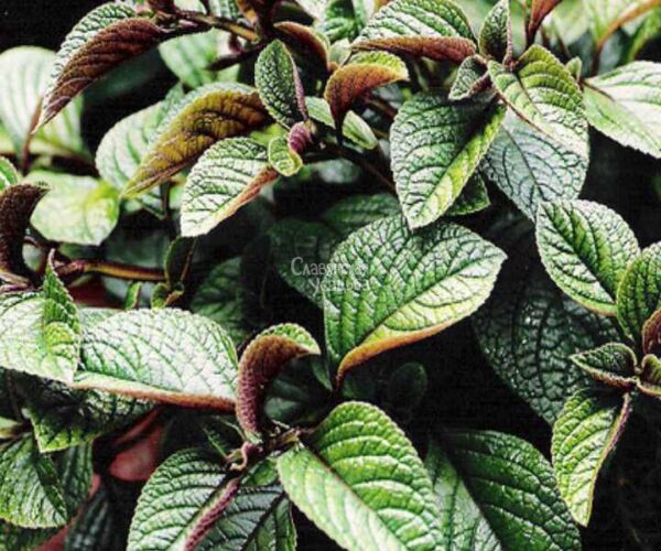 Плектрантус  Д02//2026