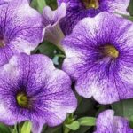 Следующее изображение товара