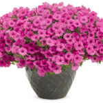 Следующее изображение товара