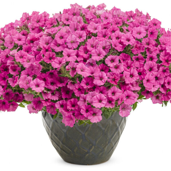 Петуния Vista Pure Raspberry  90//2026