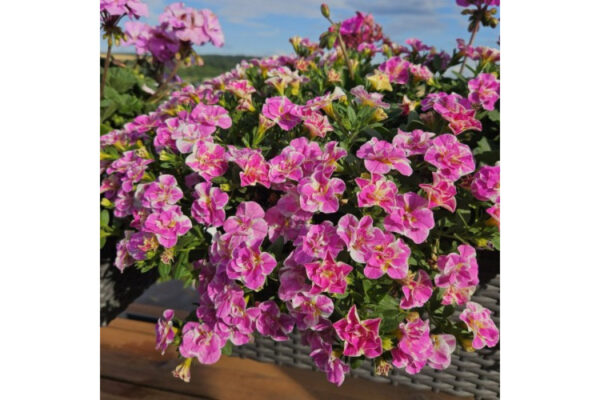 Калибрахоа M.F. Neo Double Loopy Pink 80//2026