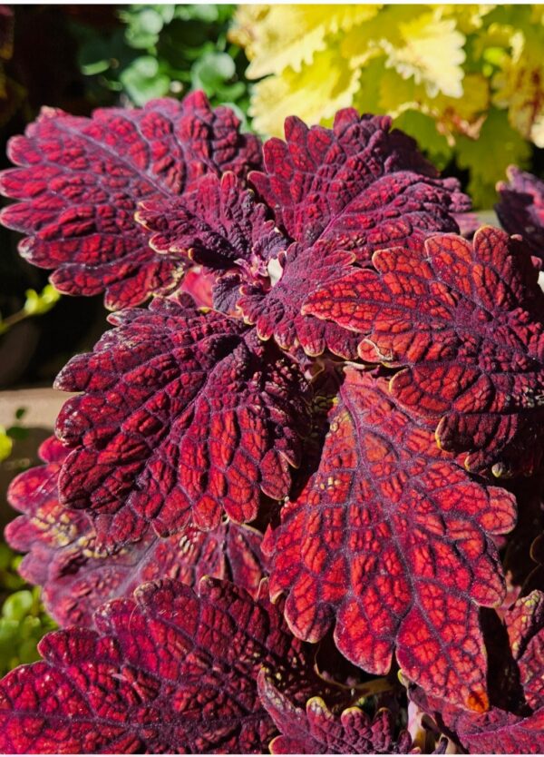 Изображение продукта