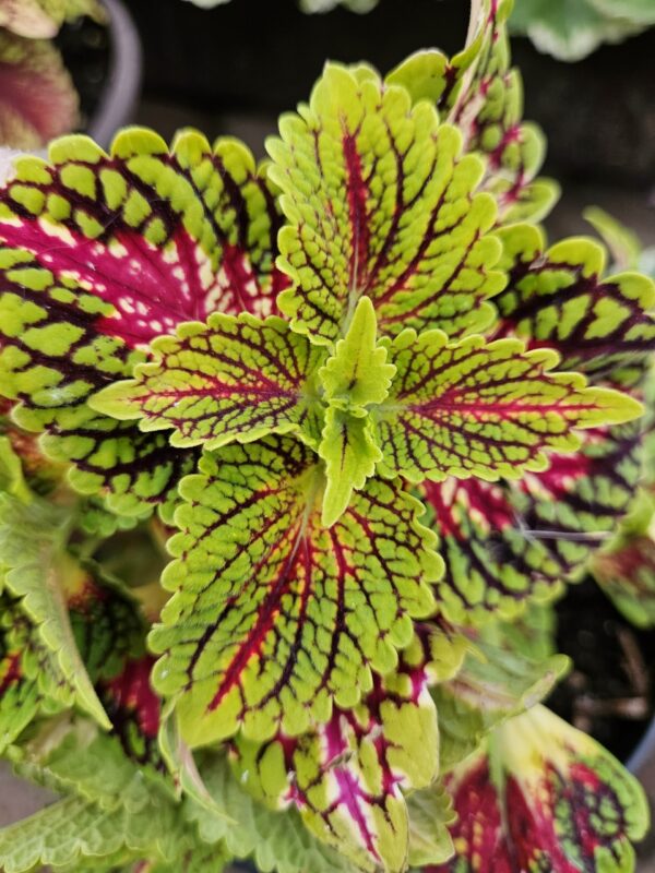 Изображение продукта