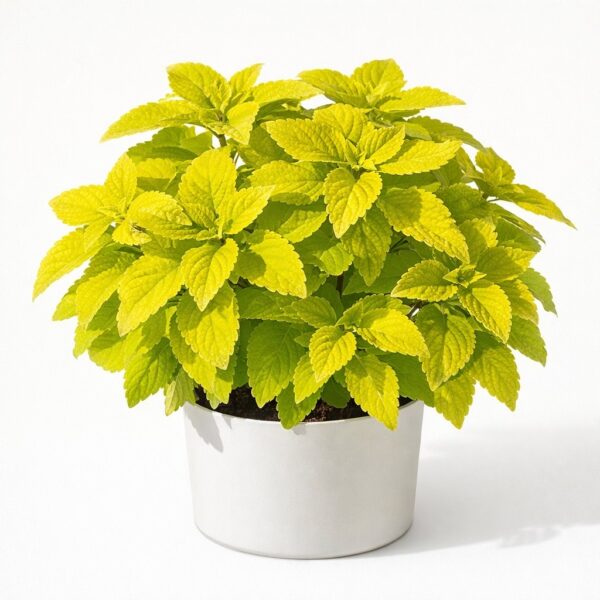 Колеус Juicy Lucy Green 3К//2026